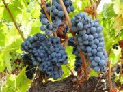 à venda Casa de campo de 200000 m2, Portalegre