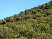 à venda Casa de campo de alto padrão, Alfândega da Fé,...