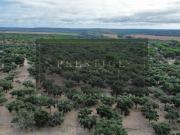 à venda Casa de campo de alto padrão, Almeirim, Santarém