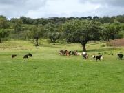 à venda Exclusiva casa de campo de 3640000 m2, Portel, Évora
