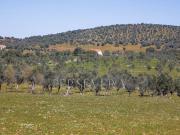 à venda Fazenda Alter do Chão, Portugal