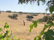 à venda Fazenda de 1619 m2 Beja, Portugal