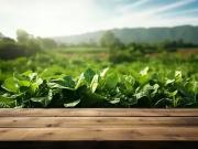 Abilly 37160 Programme neuf terrain neuf à vendre