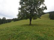 Abitazione tipica in vendita a Chiomonte
