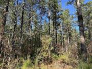 Acres tbd Easler Hwy, Greeleyville, Plot For Sale