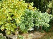 Affittasi appartamento a Firenze, Michelangelo Poggio...