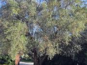 Affittasi Appartamento, VALLE MURICANA Km.8 ALLOGGIO PER...