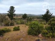 Agrícola en Venta en ARBOLILLO, SAN JAVIER Agrícola en Venta en ARBOLILLO, SAN JAVIER