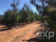 Agrícola en Venta en Carrizal de Putú Cañete