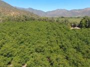 Agrícola En Venta En Casablanca