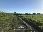 Agrícola en Venta en por ruta CH Talca San Clemente,...