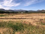 Agrícola En Venta En Rengocon Casa Patronal, Bodegas