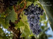 Agrícola en Venta en Sector de San Fernando