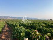 Agrícola en Venta en Sector las Tizas