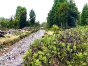 Agrícola en Venta en SEDCTOR EL TAMBOR, CALBUCO