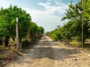 Agricolo in vendita a Carlentini