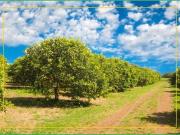 Agricolo in vendita a Floridia
