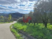 AGRICOLO in vendita a Foglianise, Giovanni Viglione