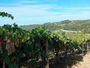 Agricolo in vendita a Tollo