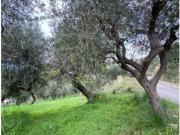 Agricolo in Via della Porta