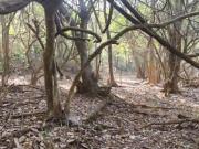 Agricultural 100 Acre Plot in Mandangad Ratnagiri