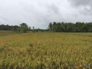 agricultural land Davao City