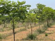 Agricultural Land in Anekal for resale Bangalore. The...