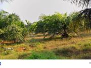Agricultural Land in Bhogapuram for resale...