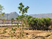 Agricultural Land in Bichoon for resale Jaipur. The...