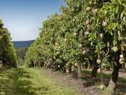 Agricultural Land in Chafe for resale Ratnagiri. The...
