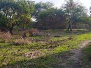 Agricultural Land in Devkhope for resale Mumbai. The...