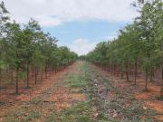 Agricultural Land in ISRO Layout for resale South...