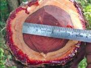 Agricultural Land in Krishna Lanka for resale...