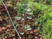 Agricultural Land in Narayankhed for resale Hyderabad....