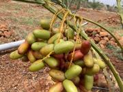 Agricultural Land in Narayankhed for resale Hyderabad....