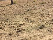 Agricultural Land in Naugaon for resale Alwar. The...