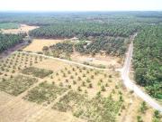 Agricultural Land in Othakalmandapam for resale...