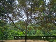 Agricultural land in Rasah Kemayan Seremban