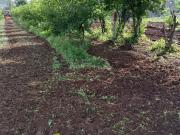 Agricultural Land in Saswad for resale Pune. The...