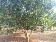 Agricultural Land in Trimbak for resale Nashik. The...