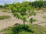 Agricultural Land in Uthiramerur for resale Chennai. The...