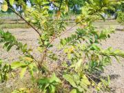 Agricultural Land in Uthiramerur for resale Chennai. The...