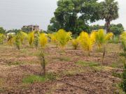Agricultural Land in Walajabad for resale Chennai. The...
