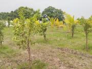 Agricultural Land in Walajabad for resale Chennai. The...