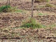 Agricultural Land in Walajabad for resale Chennai. The...