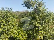 Agricultural Land Of 5 Kanal For sale In adjustment DHA...