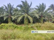 Agriculture land for