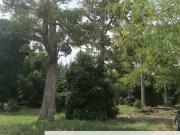 AGRICULTURE LAND FOR PARIT AMAL, MUAR, NON BUMI