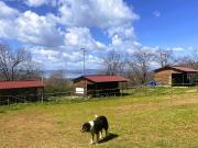 Agriturismo in vendita a Montefiascone