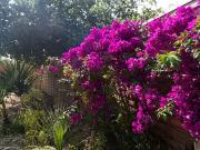 Ajaccio 20000 Achat / Vente maison 4 pièces t4